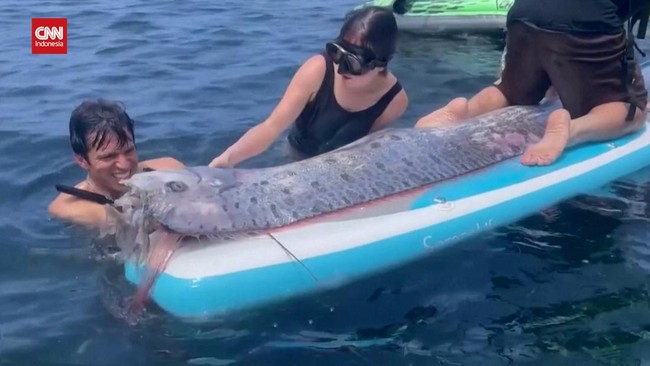 Oarfish Terdampar di Pantai Pink Lombok, Pakar Tegaskan Bukan Penanda Gempa